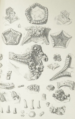 Dixon, Frederick - The Geology of Sussex; or the Geology and Fossils of the Tertiary and Cretaceous Formations of Sussex. new edition. revised and augmented by T. Rupert Jones. 65 lithographed plates (3 hand-coloured, 4